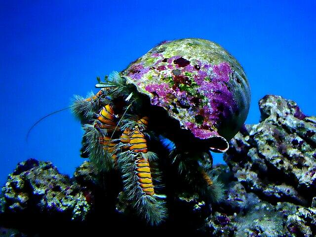 Hairy yellow hermit crab at the Waikiki Aquarium