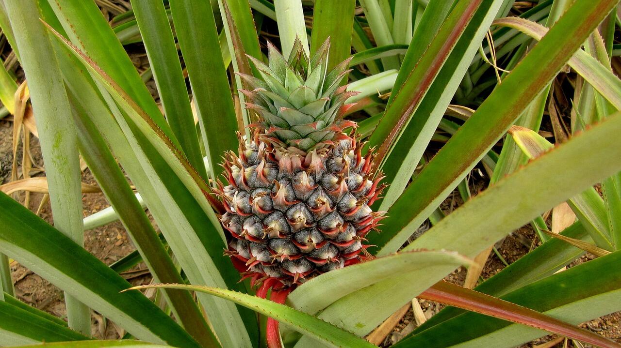 A pineapple grows at the Dole Plantation on Oahu, Hawaii.