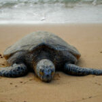 Hawaiian Green Sea Turtle Laniakea